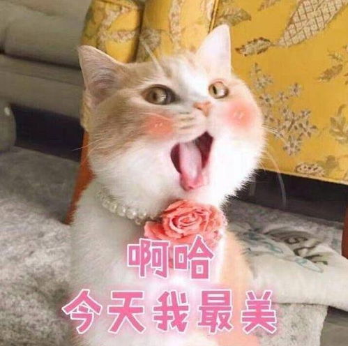 解除淮安猛升
