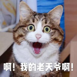 猫叫表情包创业时代