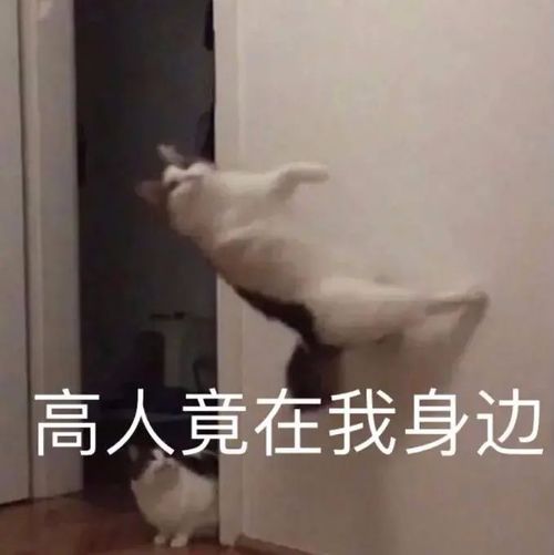 你不也没睡表情包我看
