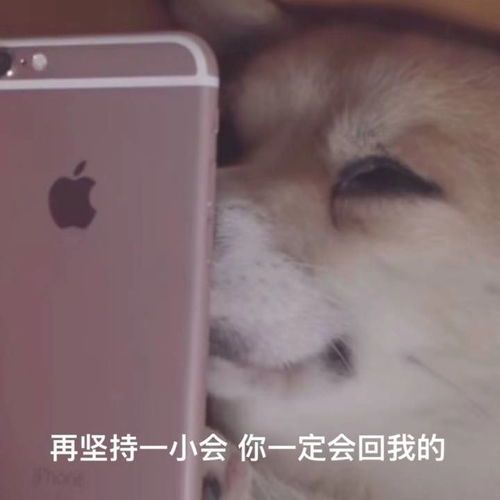 最具争议舔狗表情包终于来了,你支持哪方
