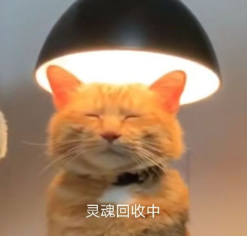 灵魂回收中猫咪表情包灵魂回收猫咪表情