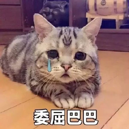 让人可怜的喵星人汪星人委屈表情包