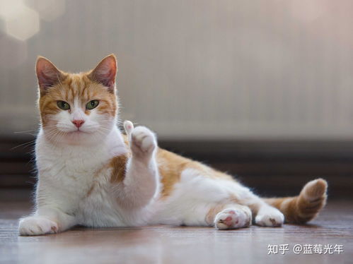 椰棕弹簧乳胶,教你选择合适的床垫,从此告别选择困难症