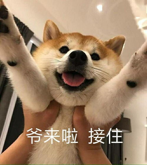 狗狗为什么嘴巴巨臭原来都是它的锅
