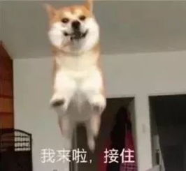 接住表情包爱你