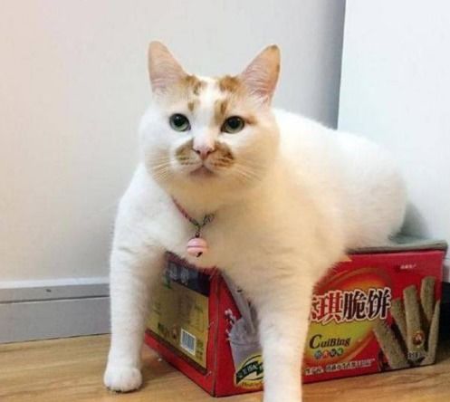 关于猫咪美毛的那些事猫有必要吃卵磷脂吗