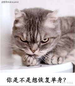 男生用猫猫表情包主人