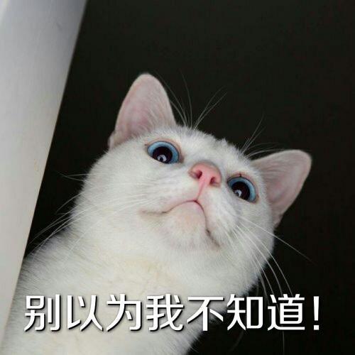 哇,可爱猫咪表情包来了,喜欢猫咪的快来收图,萌得我一塌糊涂