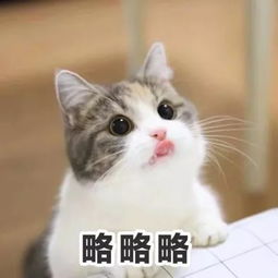 穿上ta,让不懂搭配的大荒人感受你的王之蔑视