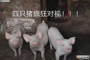 刘阿圆抱着猪的表情包海难