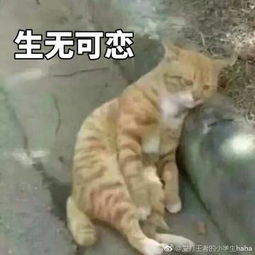 爱打王者的小学生haha的微博微博