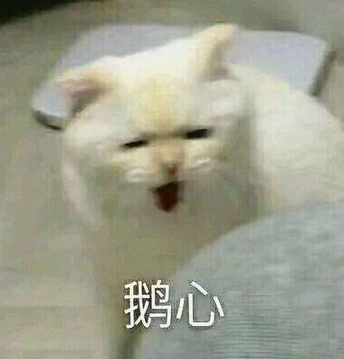 猫咪要骂起人来,一般人都不是