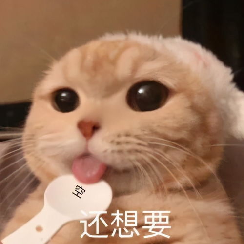 猫咪由于贪吃,竟然毁了一个洗衣机