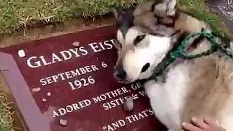 刚出生的一窝恶霸犬小奶狗,眼睛都还没有睁开,太萌啦