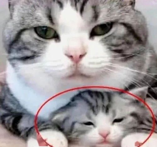 猫爸带娃就是不一样,看到小猫一脸委屈的表情后,宠主表示心疼了