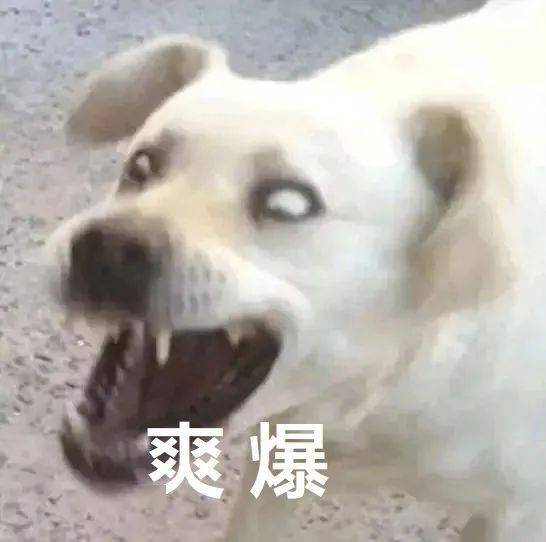 苹果明年要发布的五款iphone,就这