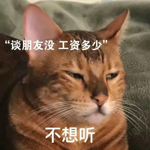 激光猫猫表情包放假
