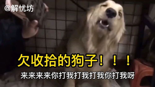 搞笑视频配音,这个狗子和主人挑衅,看这欠欠儿的表情,有意思