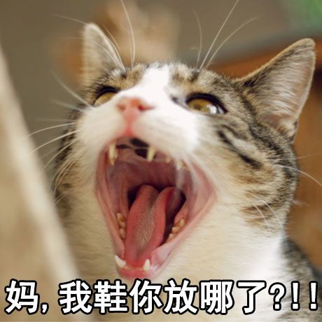 花园猫表情包一只猫