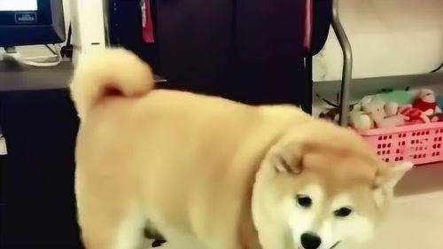 太胖了,转一圈就累了,这是我见过最肥的柴犬