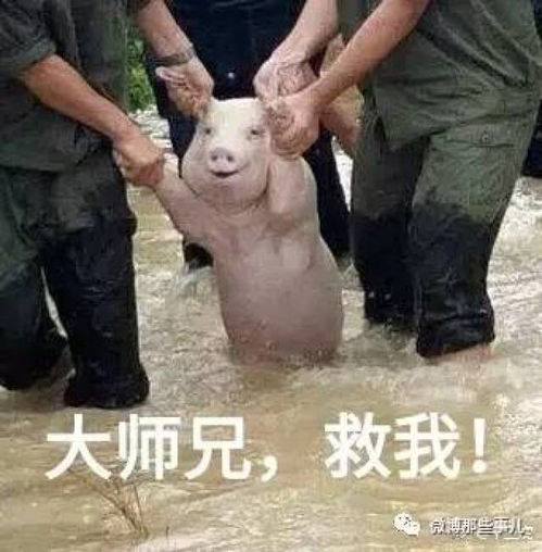 表心疼丨台风劫后余生的小猪被做成表情包,太好笑了