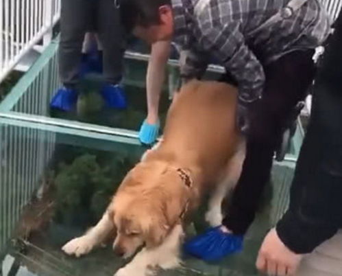 男子为测试金毛胆量,带狗狗走上玻璃桥,结果却被啪啪打脸