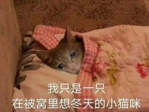 表情包你胡说,我才没有脱发