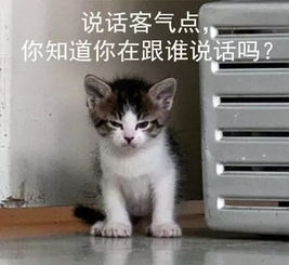 社会我喵哥表情包无水印版大全