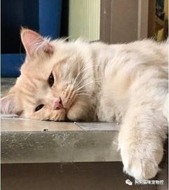 爱宠物超亲人橘猫无故被弃养2次,被送回收容所的失望表情...让人好心疼