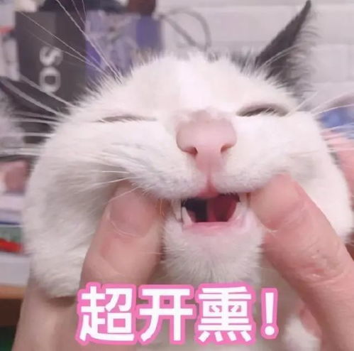 据说养猫的人都有这些困扰