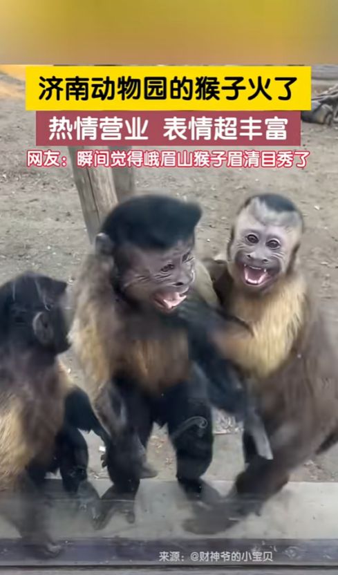 笑不活了济南动物园的猴子表情管理超强,网友它们好像牛爷爷
