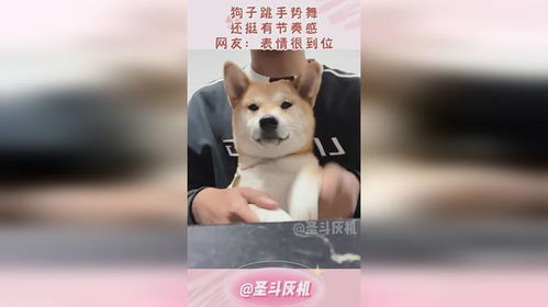狗子跳手势舞,还挺有节奏感,网友表情很到位