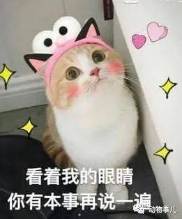 很火的可爱猫咪表情包大全萌猫表情包有没有俘获你的心呢