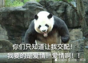 养熊猫当宠物需要花多少钱看到价格后,熊猫真当老子国宝白叫的