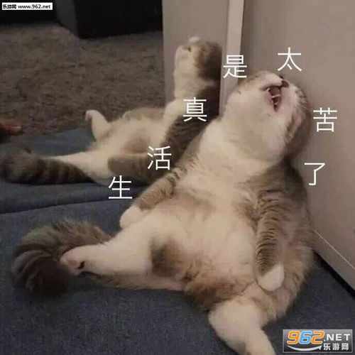 有点意思说下去表情包我们一起学女人叫表情包图片下载乐游网游戏下载