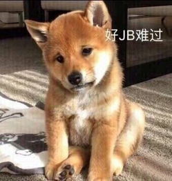 微信逗乐的表情包5