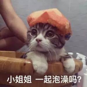猫猫表情包大赛万万没想到最后获奖的居然是它