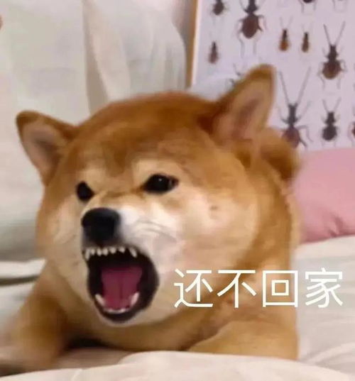 一些奇奇怪怪的狗狗表情包3