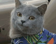 猫咪那么可爱,怎么会傻傻的呢难道是想笑死我好继承我的花呗