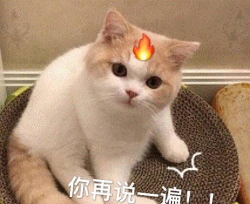 表情包兜风吗妹妹