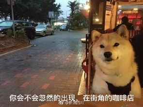柴犬单身狗表情包高清无水印版