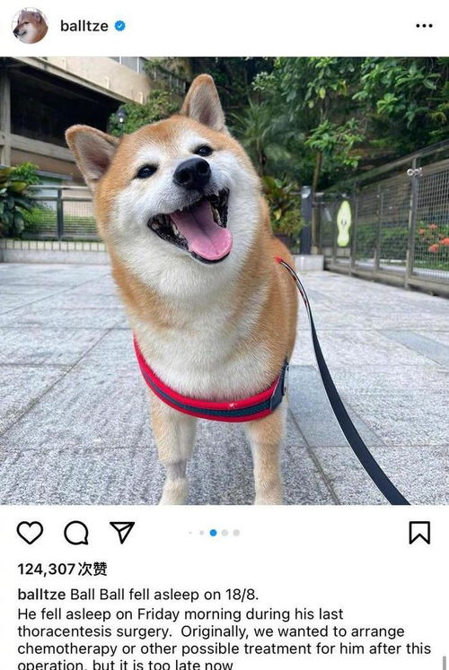表情包小狗cheems去世一只笑容永存的小废柴