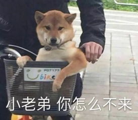 薛定谔的闭幕式,是精彩,还是更精彩