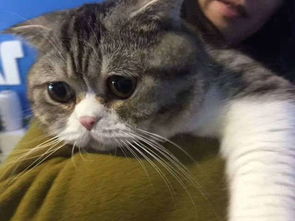 听说单身的人爱养猫,恋爱中的人爱养狗唠氪儿