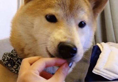 小笨狗不吃食越来越瘦