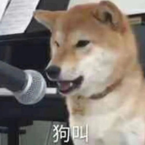 刘阿圆抱着猪的表情包艾特