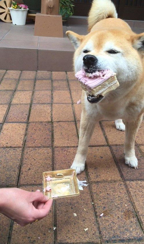 当主人用蛋糕替它庆生时,这只柴犬露出全世界最幸福的表情