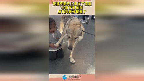 带捷克狼犬上街成了顶流,小朋友想撸狗,被狗狗表情暖到了