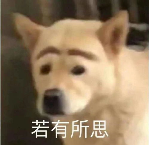 最新表情包拿图片超级无敌,理直气壮