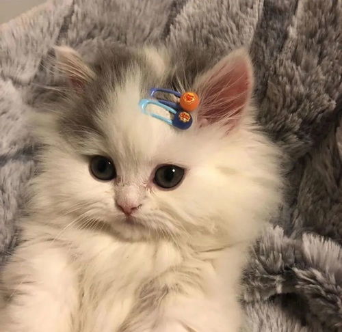 这么可爱的小猫咪是哪里跑出来的,怕是公主转世吧